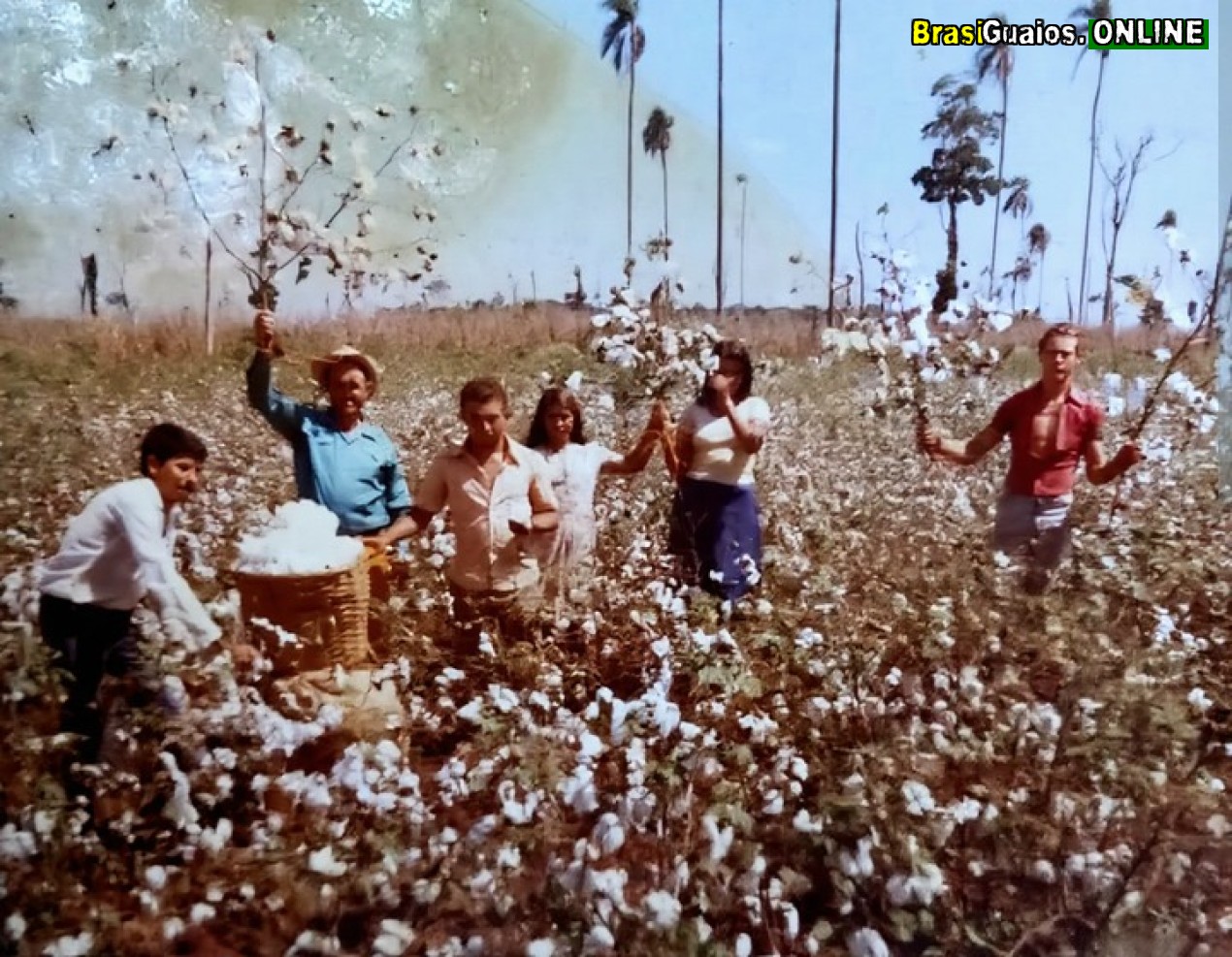 A JORNADA DE GERALDO AMORIM E SUA FAMÍLIA NO CULTIVO DO ALGODÃO NO PARAGUAI